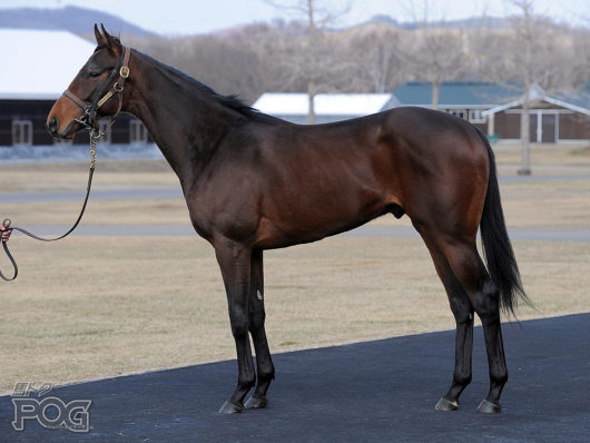18年の2歳馬 新馬 注目ランキング 番付 評判高い馬や有力牝馬も調査 ジョッキーの年収や嫁 結婚相手 等を調査するサイト 競馬ジョッキー倶楽部